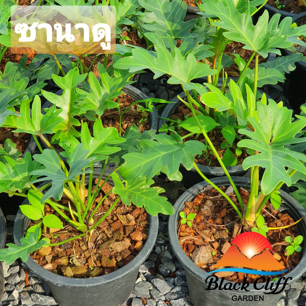 ซานาดู ต้นซานาดู สวนเขาหมาก ต้นไม้ฟอกอากาศ ดูดสารพิษ พุ่มใหญ่ ต้นแข็งแรง ฟอร์มสวย โตในที่ร่มได้ดี รับประกันสินค้า