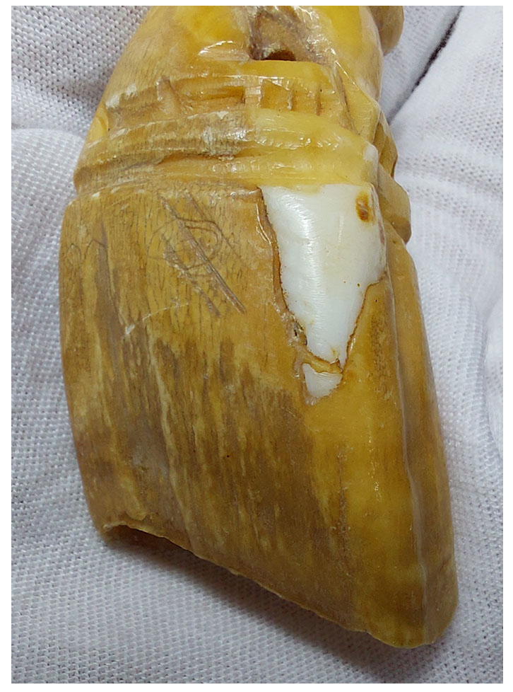 เขี้ยวหมูป่าแกะเสือ--T2580-B