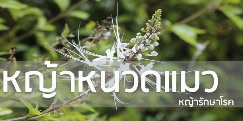 หญ้าหนวดแมว 50 แคปซูลกระปุก ( ปฐม )