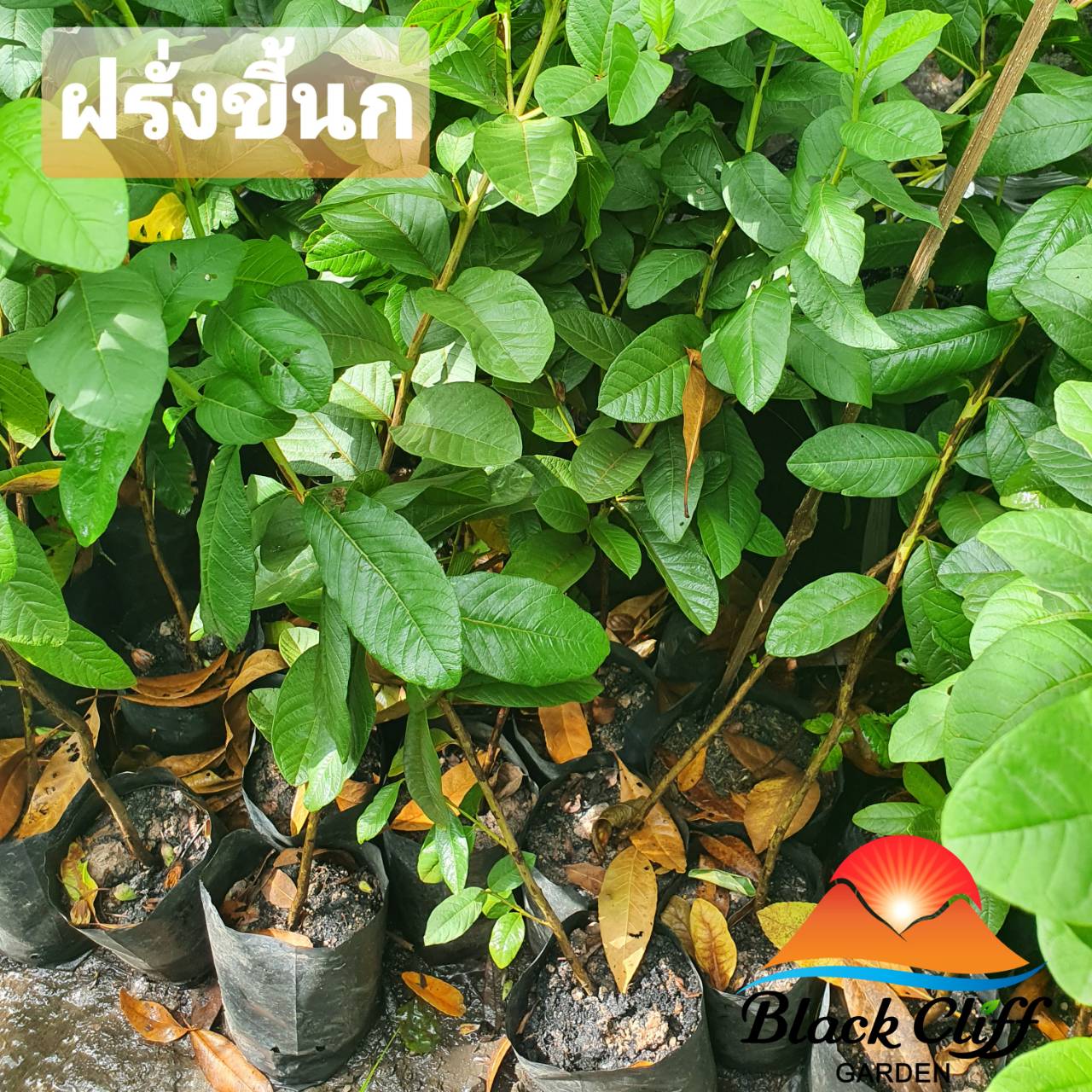 ฝรั่งขี้นก ฝรั่ง สวนเขาหมาก blackcliffgarden ไม้ผล
