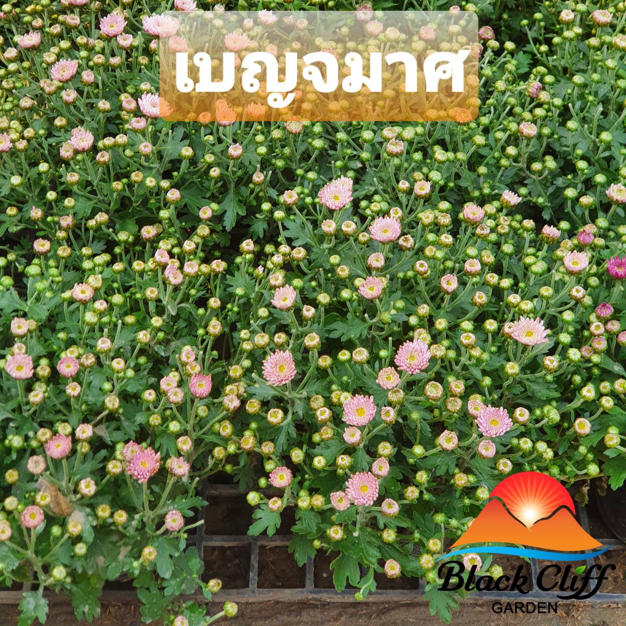 ต้นเบญจมาศ ต้นพันธุ์เบญจมาศ ดอกเบญจมาศ สวนเขาหมาก ไม้ดอกไม้ประดับ