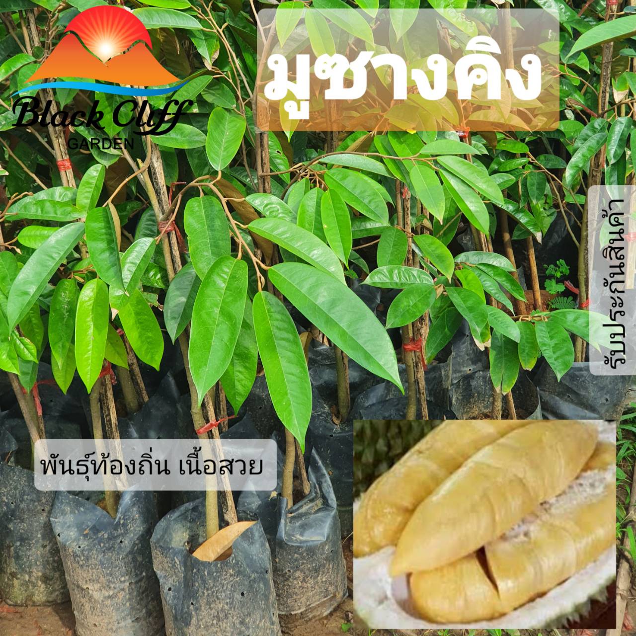 ต้นทุเรียนมูซานคิง ทุเรียน ต้นไม้ ไม้ผล ต้นพันธ์ เมล็ดพันธ์ พันธุ์ไม้ ไม้มงคล ไม้ฟอกอากาศ เมล็ดพันธุ์ สวนเขาหมาก ยอดพันธุ์จากมาเลเซีย พันธุ์ไม่ถิ่นเหมาะสมกับประเทศไทย ความสูง 60 - 80 ซม.