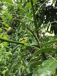 มะกอกน้ำ blackcliffgarden สวนผลไม้ ไม้ผล