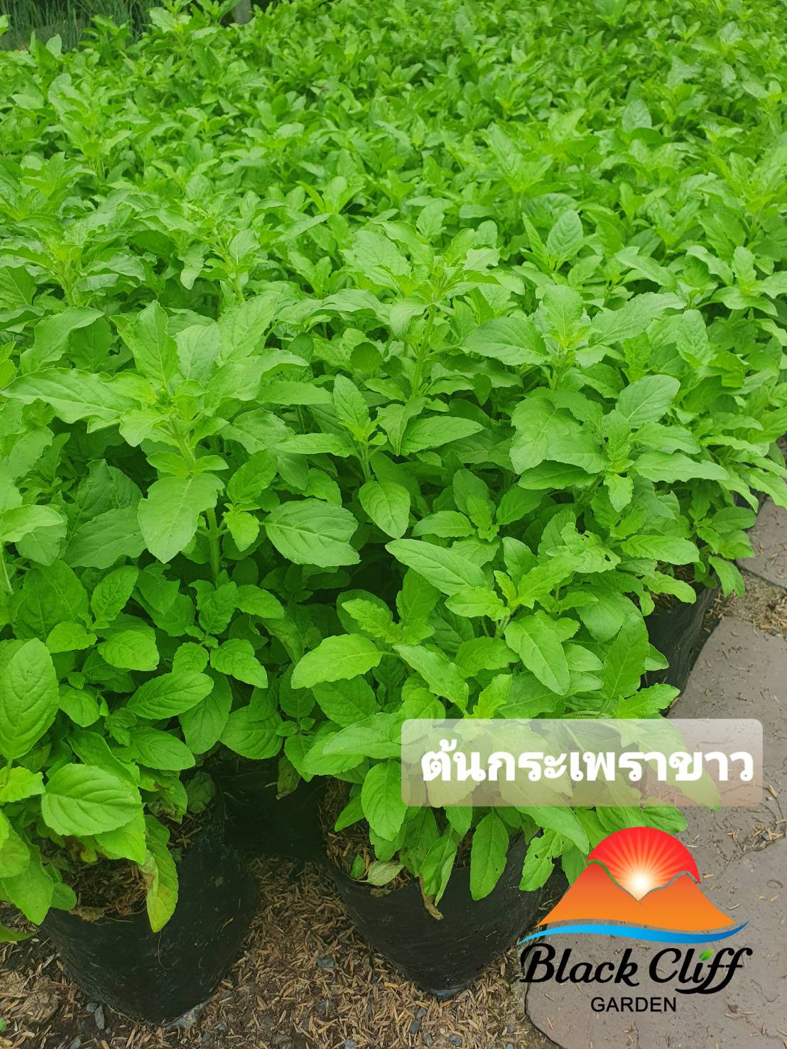 ต้นกระเพรา กิ่งพันธุ์ ต้นไม้ ไม้ผล ต้นพันธ์ เมล็ดพันธ์ พันธุ์ไม้ ไม้มงคล ไม้ฟอกอากาศ เมล็ดพันธุ์ สวนเขาหมาก ไม้สวนครัว พืชยอดนิยม ผัดกระเพราะ เป็นยาระบาย สูงประมาณ 30-40 ซม.
