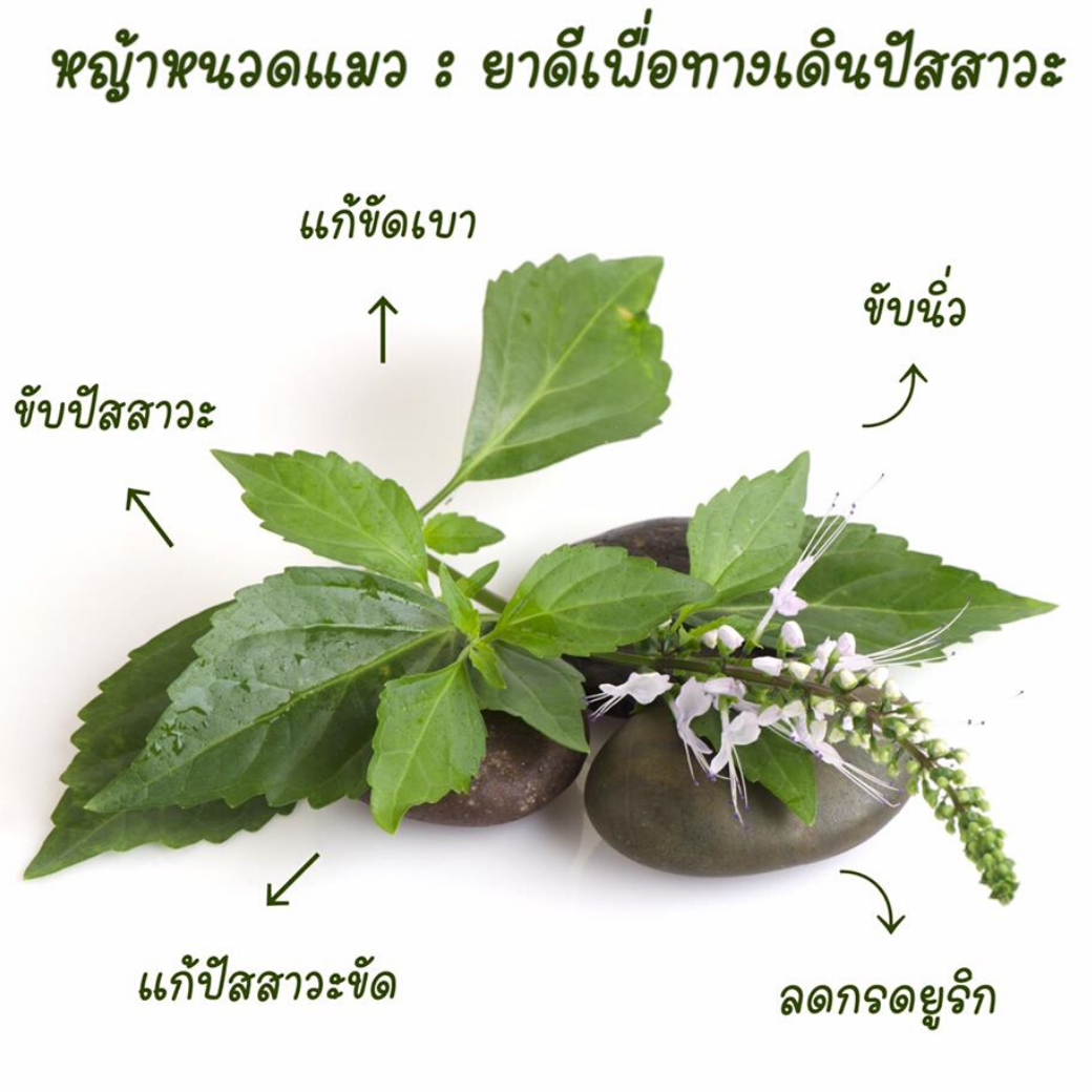 หญ้าหนวดแมว 50 แคปซูลกระปุก ( ปฐม )