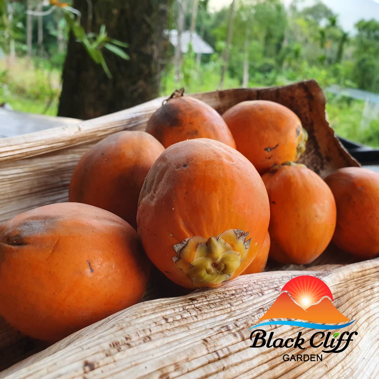 หมากสุก หมากกินกับหลู จำหน่าย 10 ลูกขึ้นไป สวนเขาหมาก blackcliffgarden พืชสมุนไพร