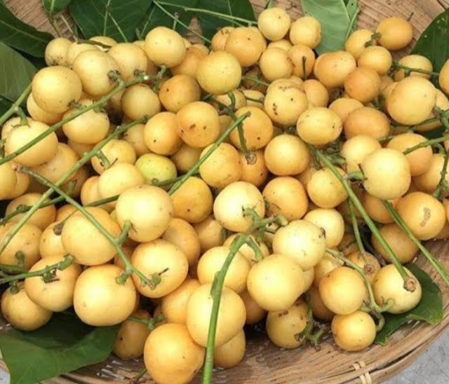 ต้นมะไฟสีชมพู ต้นมะไฟ มะไฟ มะไฟสีชมพู กิ่งพันธุ์ ต้นไม้ ไม้ผล ต้นพันธ์ เมล็ดพันธ์ พันธุ์ไม้ ไม้มงคล ไม้ฟอกอากาศ เมล็ดพันธุ์ สวนเขาหมาก เนื้อนวลหวานฉ่ำ เป็นไม้พุ่มดูแลง่าย ออกลูกดกเต็มต้น สูงประมาณ 50 ซม. (ต้นไม้) สำเนา