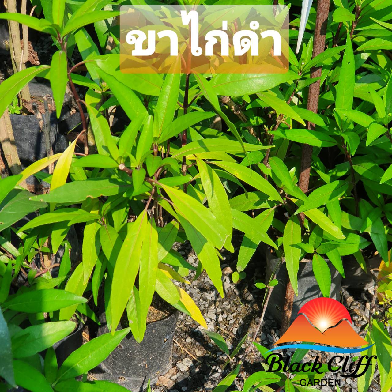 ต้นขาไก่ดำ ปีกไก่ดำ สมุนไพรไทย ไม้เลื้อย สกัดสมุนไพร สรรพคุณหลากหลาย สวนเขาหมาก รับประกันสินค้า