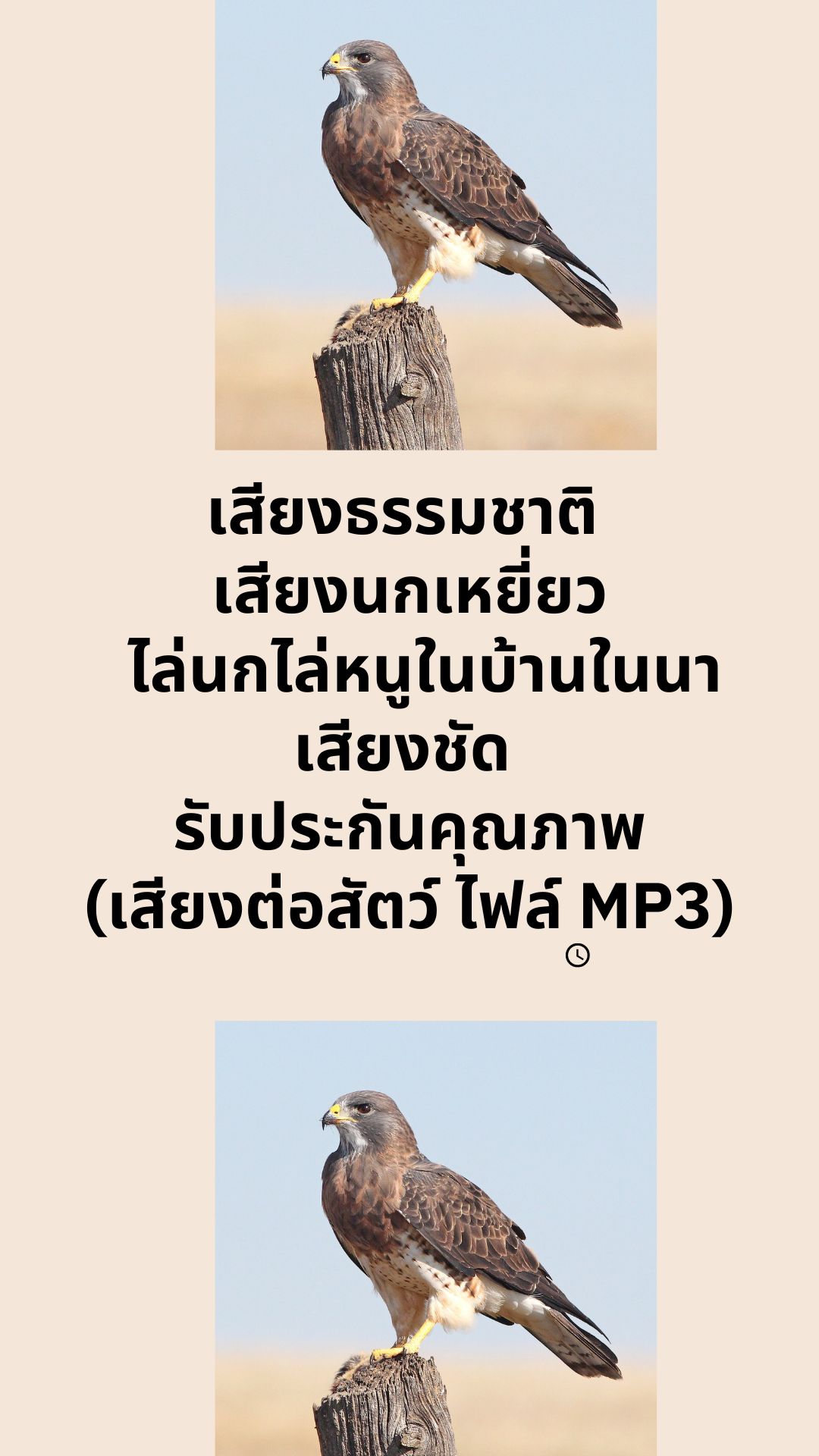 เสียงธรรมชาติ เสียงนกเหยี่ยว ไล่นกไล่หนูในบ้านในนา เสียงชัด รับประกันคุณภาพ (เสียงต่อสัตว์ ไฟล์ MP3)
