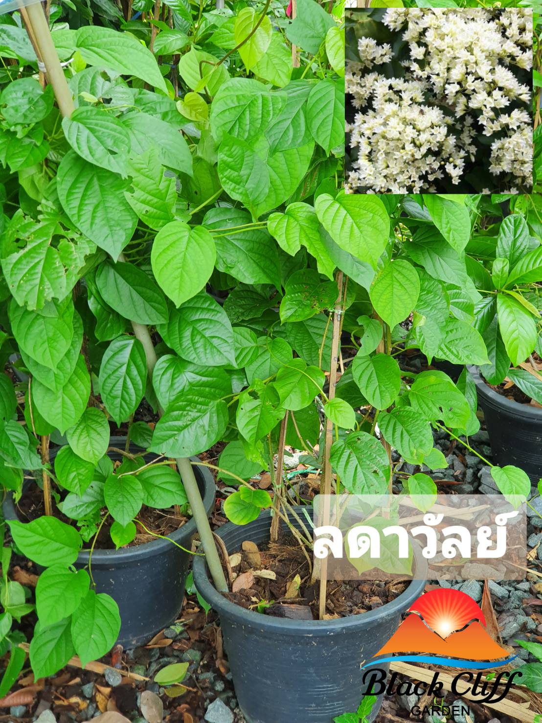 ต้นลดาวัลย์ ไม้หอม ดอกหอม ไม้มงคล ต้นไม้ เมล็ดพันธ์ พันธุ์ไม้หายาก ไม้ประดับ ไม้ดอก