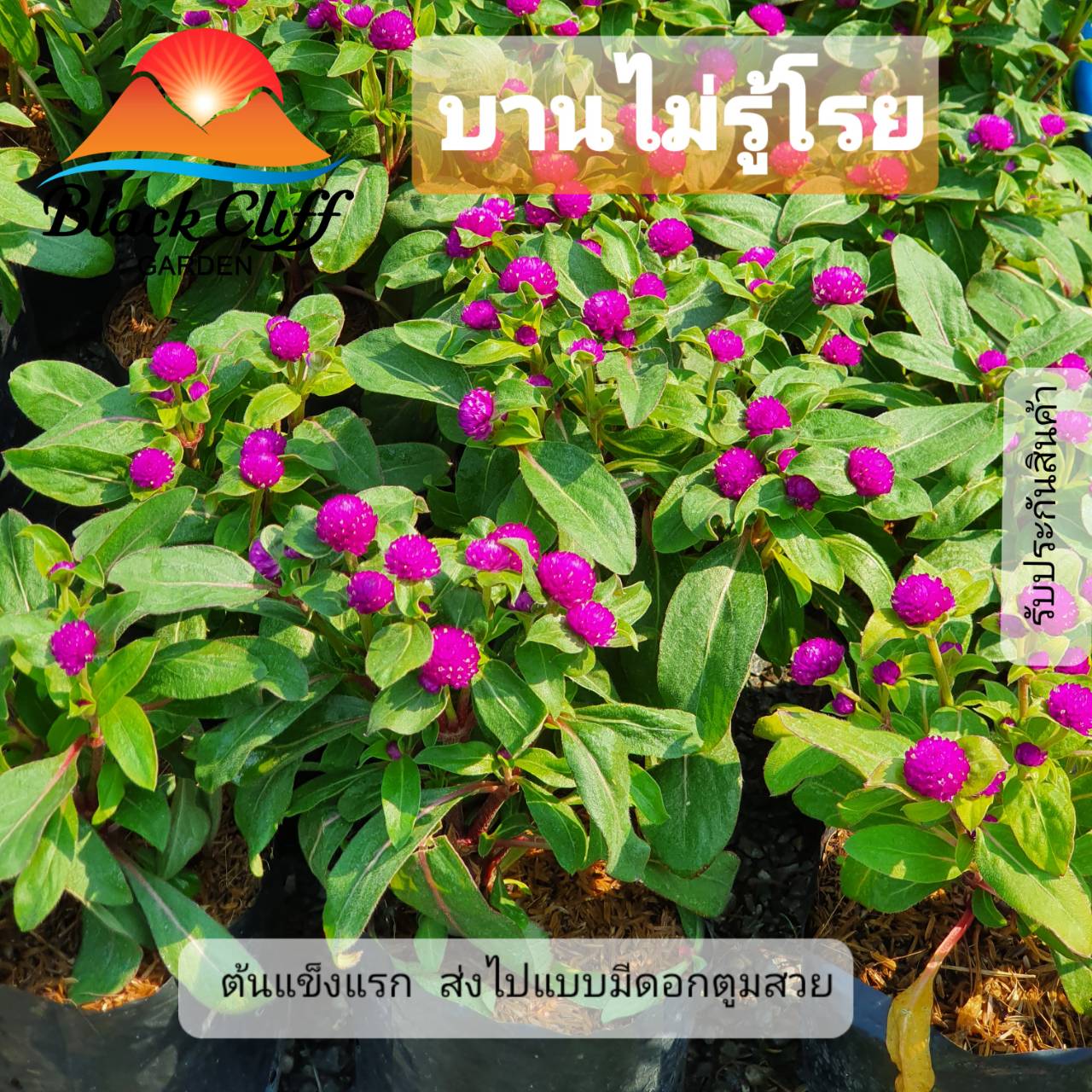 ต้นบานไม้รู้โรย บานไม่รู้เลย Early blooming wood know sprinkle สวนเขาหมาก ไม้ดอก ไม้สวย ไม้ประดับ ดอกไม้ home garden รับประกันสินค้