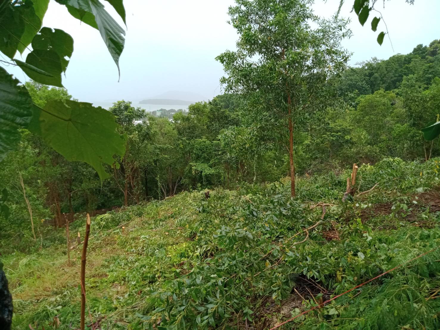 For Sales : Land Kathu, Near Phumontra , 323 Sq.w.