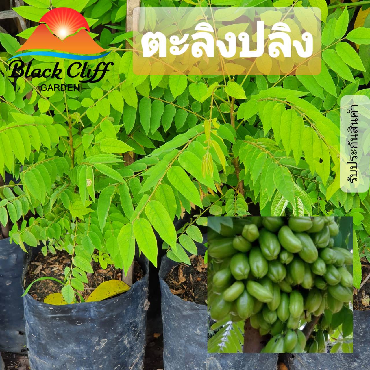 ต้นตะลิงปลิง ตะลิงปริง ต้นไม้ ไม้ผล ต้นพันธ์ เมล็ดพันธ์ พันธุ์ไม้ ไม้มงคล ไม้ฟอกอากาศ เมล็ดดพันธุ์ สวนเขาหมาก สูงประมาณ 60 ซม.