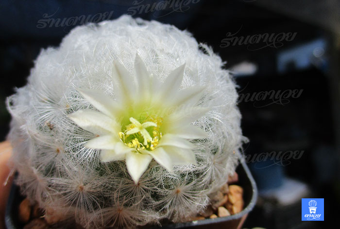 ขนนกขาว แคคตัส Mammillaria Plumosa สวนเขาหมาก ไม้ประดับ สวนเขาหมาก ต้นไม้ ต้นพันธ์ เมล็ดพันธ์ พันธุ์ไม้ ไม้มงคล ไม้ฟอกอากาศ