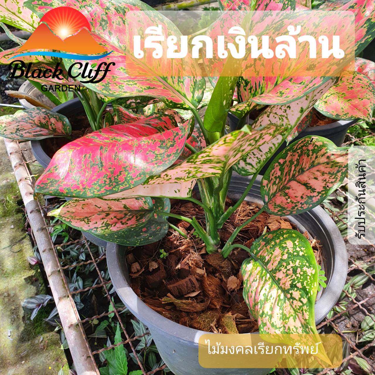 เรียกเงินล้าน ไม้มงคล ไม้ฟอกอากาศ สวนเขาหมาก เสริมดวงชะตา ให้มีความเริญงอกงาม และฟอกอากาศให้บริสุทธิ์