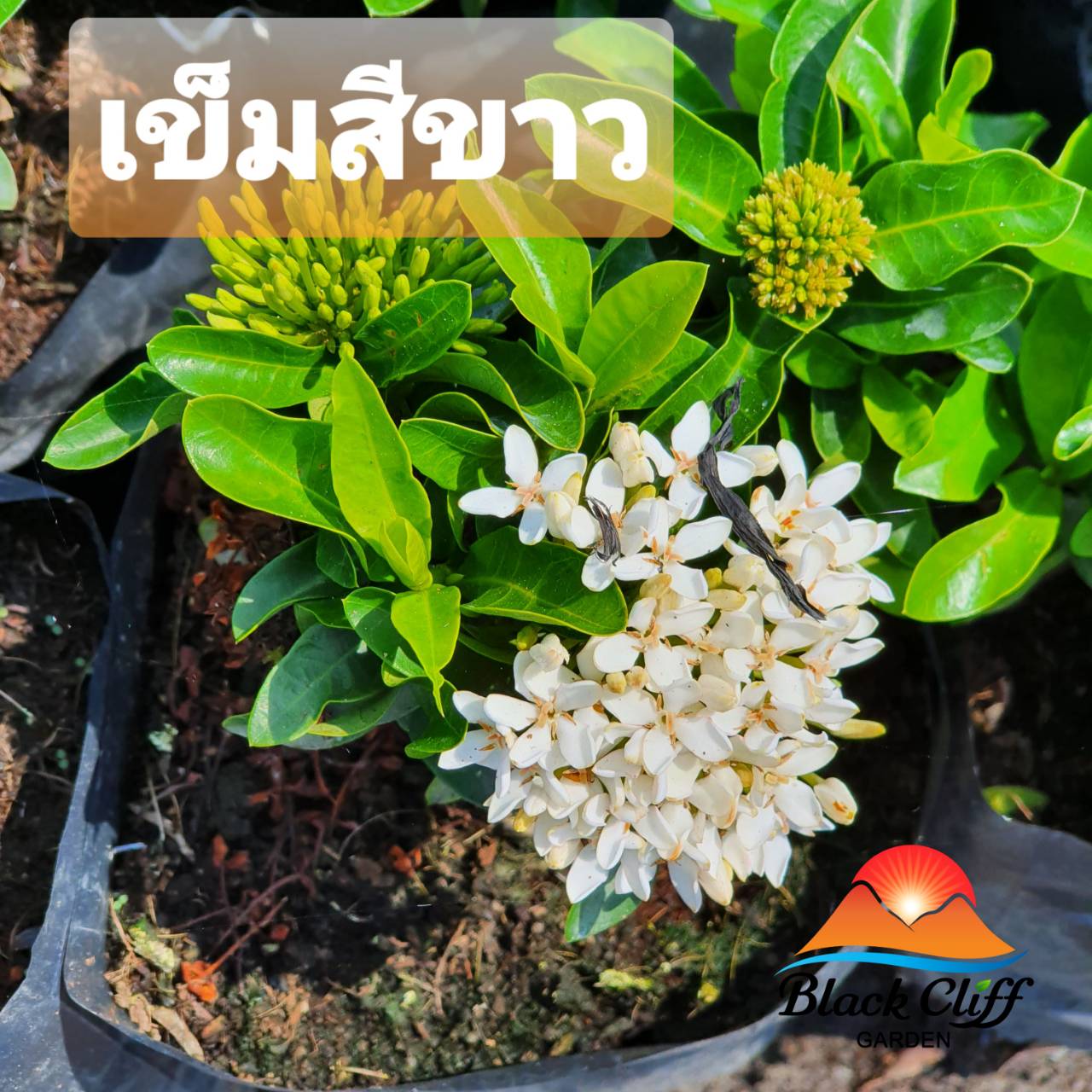 ต้นเข็มสีเหลือง เข็มสีเหลือง blackcliigarden ไม้ประดับรั้ว ไม้แดด ไม้กลางแจ้ง ชอบน้ำมาก ดอกเหลืองทอง