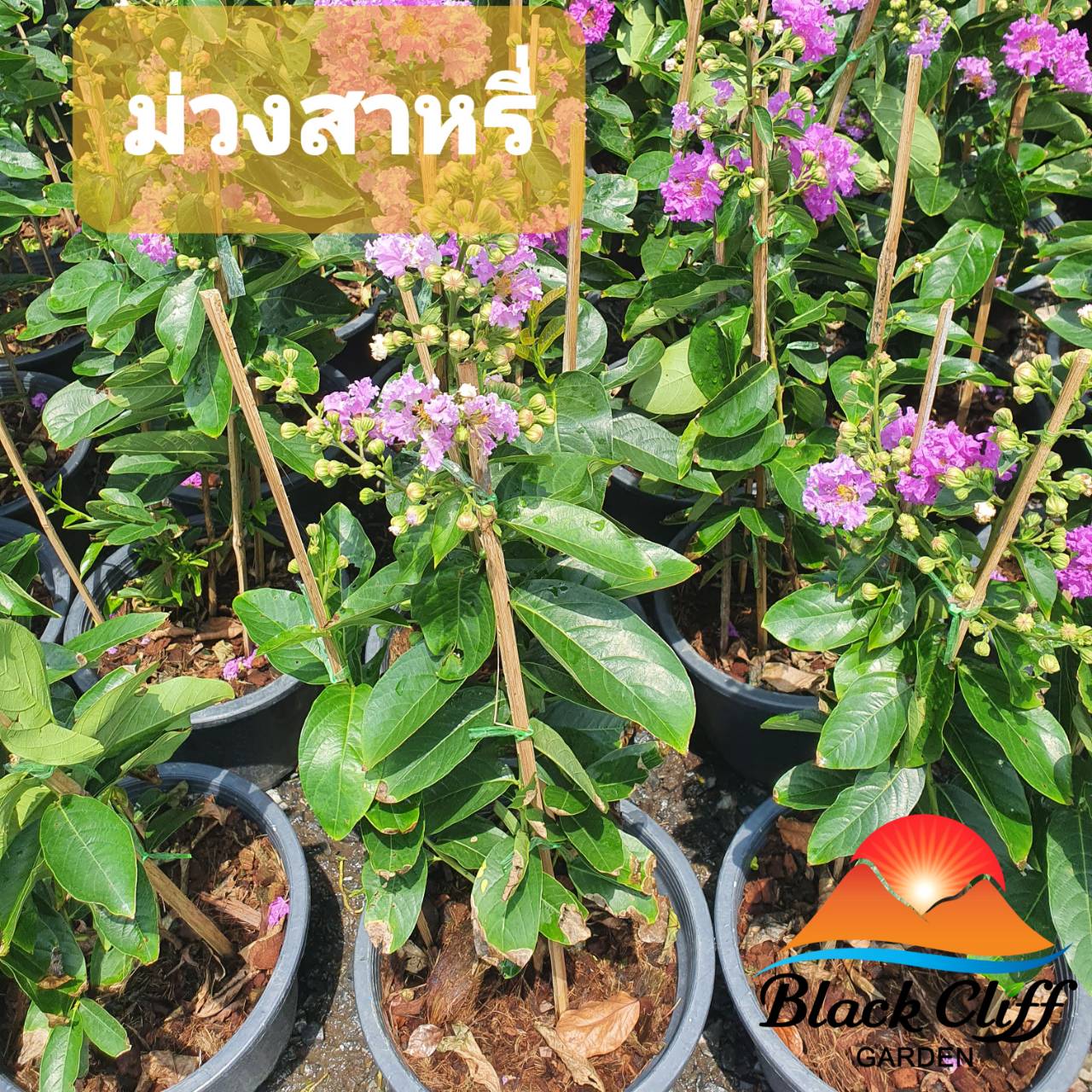 ต้นม่วงสาหรี่ blackcliffgarden ม่วงสาหรี่ ไม้ดอก ไม้ประดับ ไม้ยืนต้น สวนเขาหมาก ต้นสูง 60 ซม