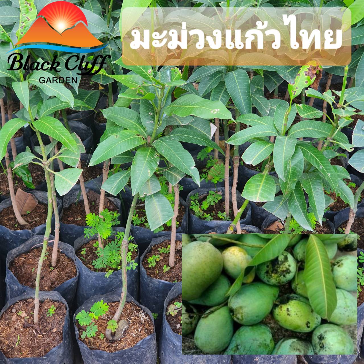 ต้นมะม่วงแก้วไทย มะม่วงแก้วไทย มะม่วง ผลไม้ ไม้มงคล ไม้ผล ต้นไม้ เมล็ดพันธ์ พันธุ์ไม้หายาก ทานง่าย ทานเล่น เพื่อสุขภาพที่ดี