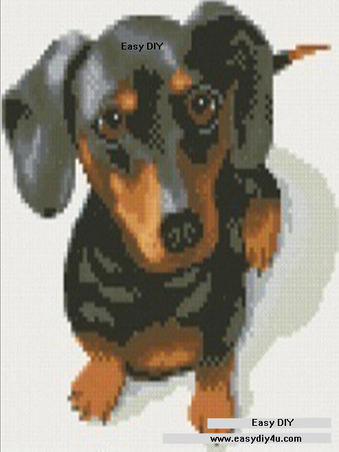 น้องหมาขี้อ้อน สุนัขพันธ์ดัชชุน (Dachshund)