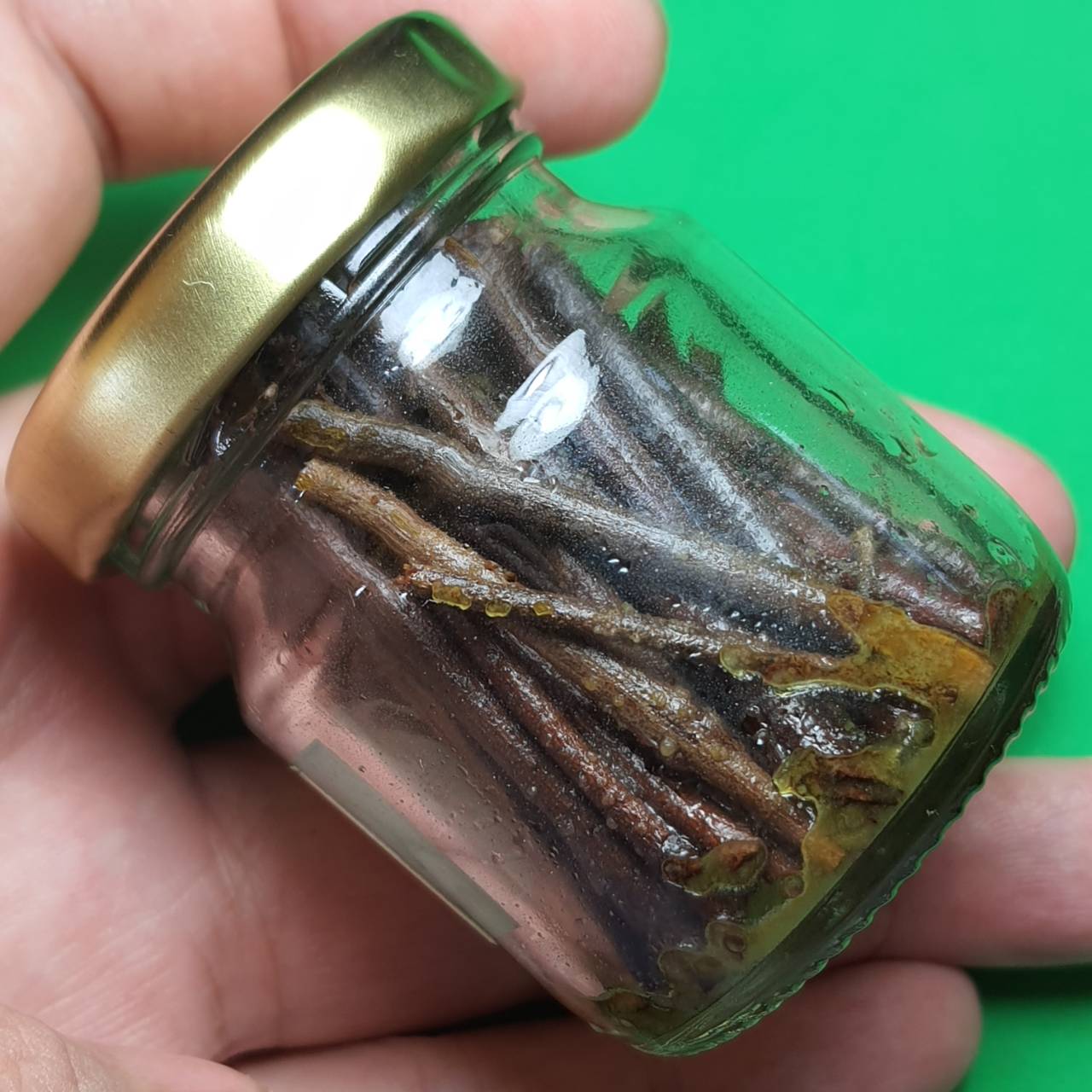 ของนำโชค กาฝากไม้มะยมค้าขายดี กาฝาก ไม้มงคลกาฝาก กาฝากแท้ ค้าขายดี