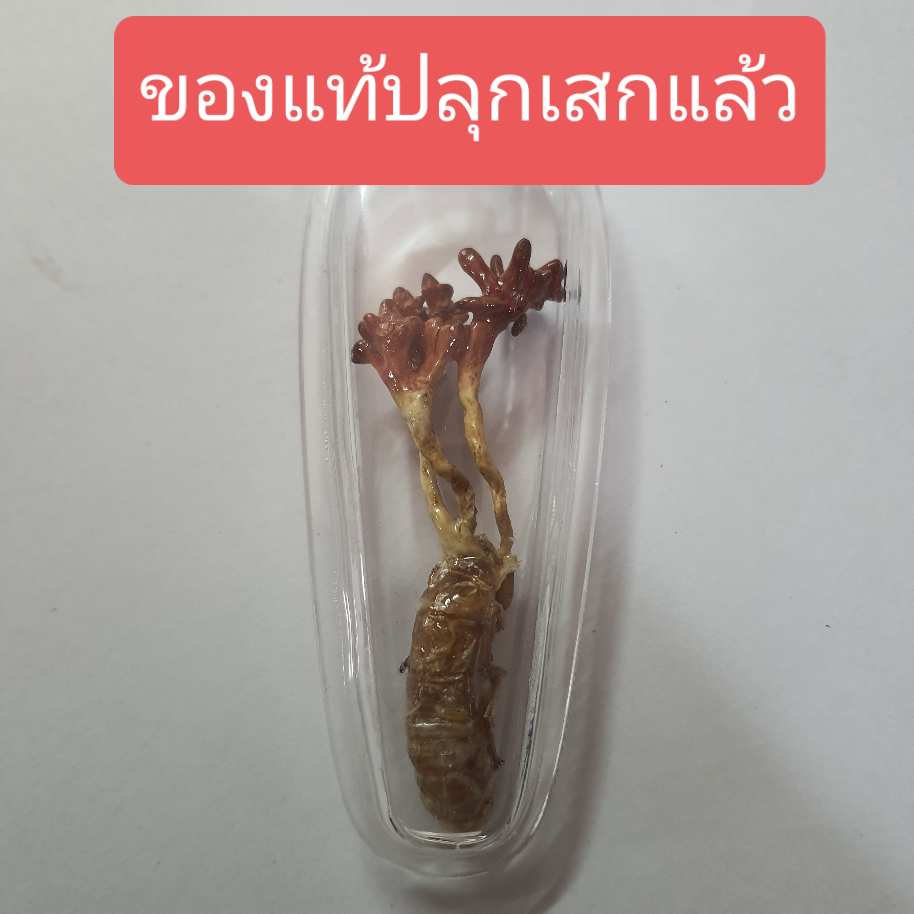 ของนำโชค พญาจั๊กจั่น ว่านจั๊กจั่น เลี่ยมกรอบ ขนาด 6-6.5ซม ว่านจั๊กจั่น เรไร พญาว่านจั๊กจั่น