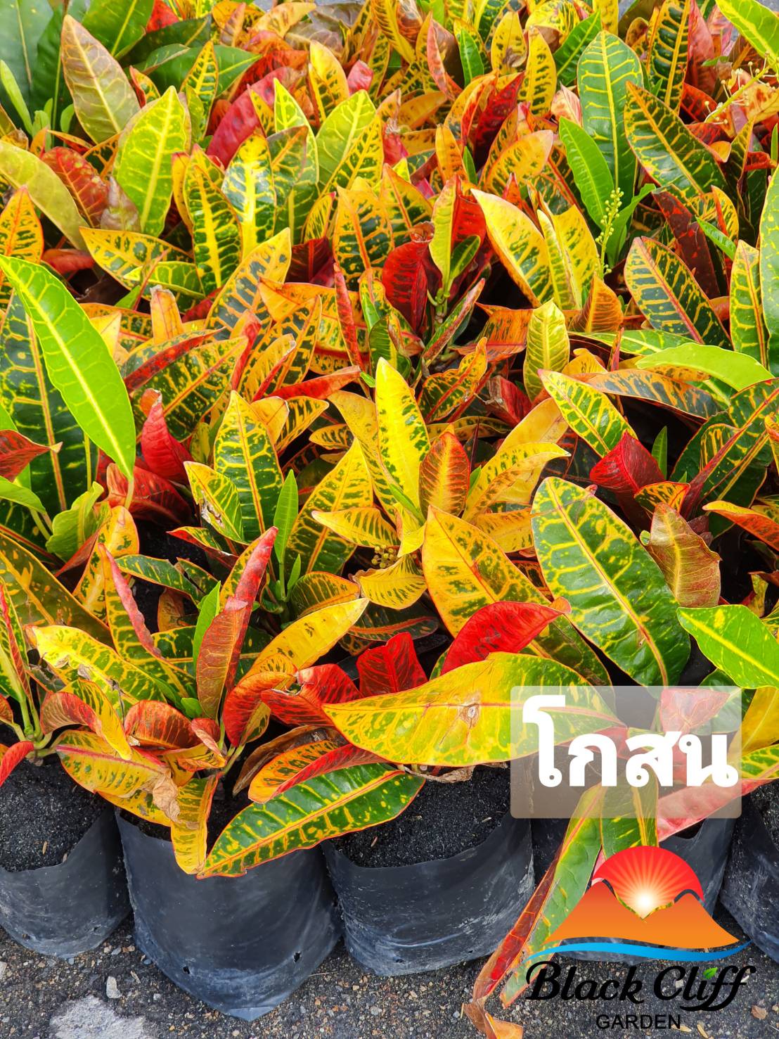 ต้นโกสน ผักสวนครัว ต้นไม้ ไม้ผล ต้นพันธ์ เมล็ดพันธ์ พันธุ์ไม้ ไม้มงคล ไม้ฟอกอากาศ เมล็ดพันธุ์ สวนเขาหมาก โกสนคนโบราณกล่าวถึง กุศล คือ การสร้างบุญ คุณงามความดีนอกจากนี้ยังมีความเชื่ออีกว่าสามารถช่วยคุ้มครองให้มีความอยู่เย็นเป็นสุข