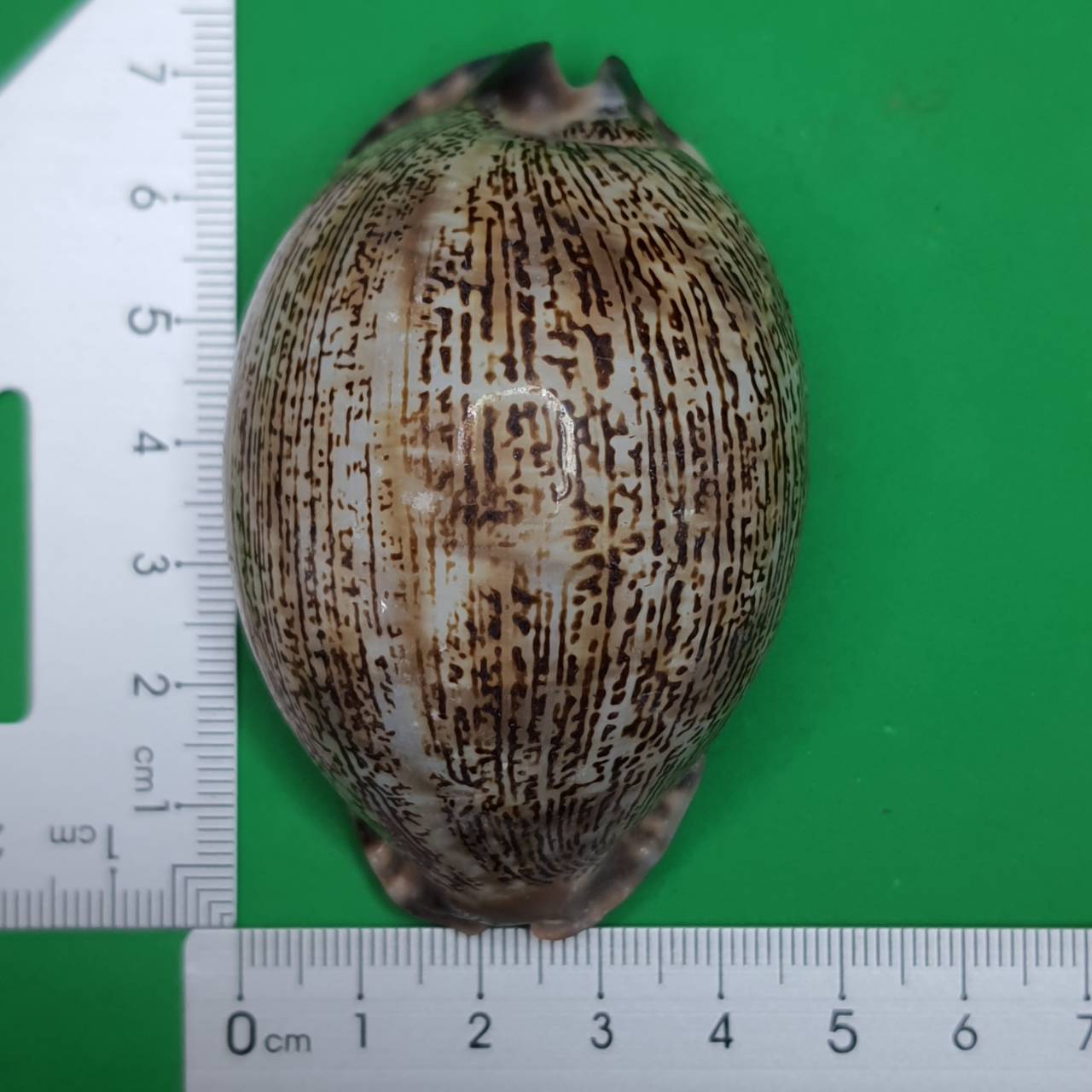 ของป้องกัน เบี้ยแก้ครู ขนาดกลาง เบี้ยแก้ของแท้ เบี้ยแก้คุณไสย ของแท้ เบี้ยแก้ปลุกเสก