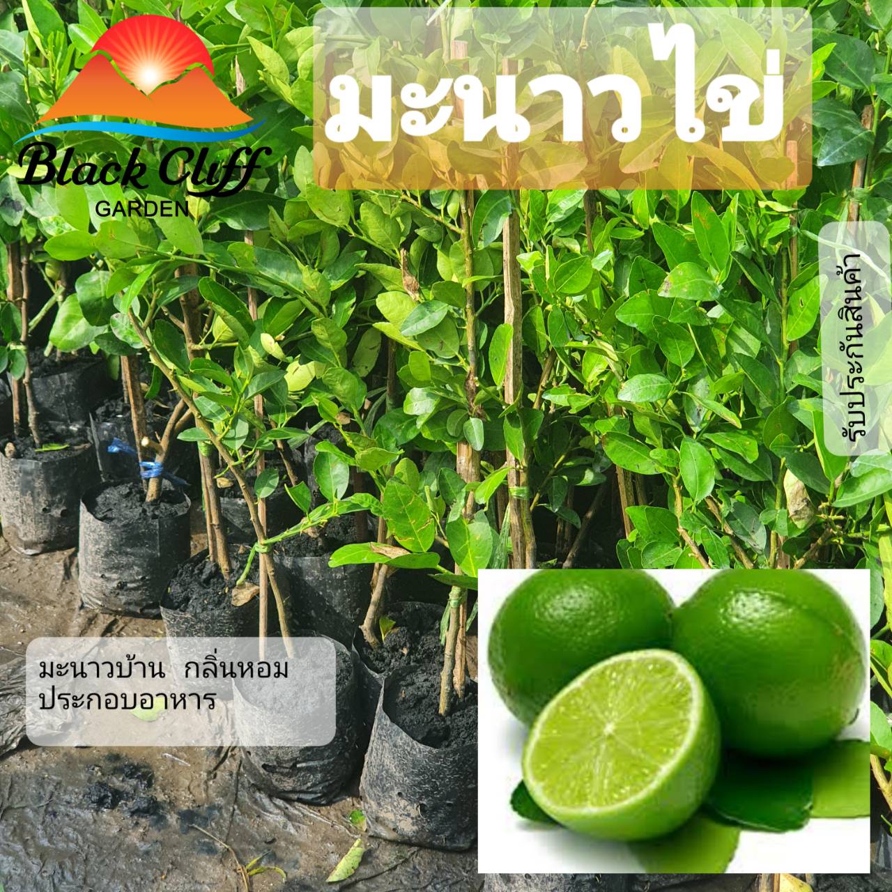 กิ่งมะนาวไข่ มะนาว สูงประมาณ 60 ซม. สำเนาสวนเขาหมาก