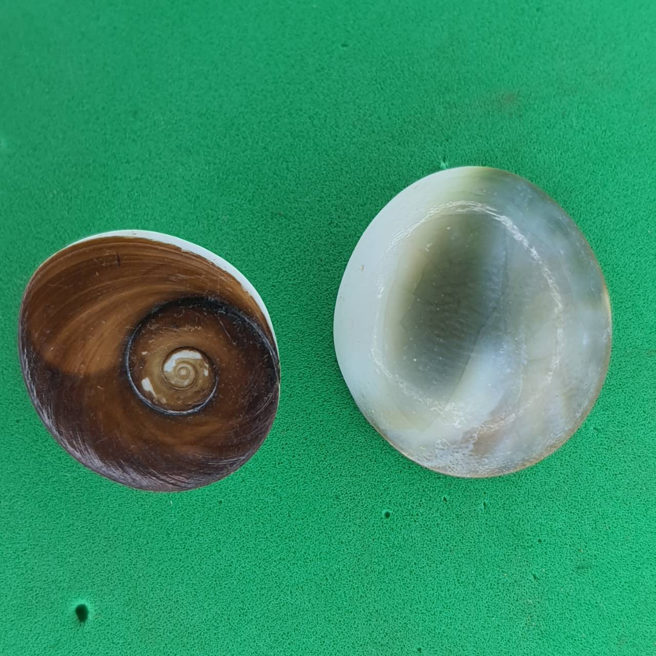 อิ่นอ้อยออยเงิน ให้โชคลาภ ค้าขายดี (ตัวเล็ก ขนาด 1.5-2 ซม. 1 คู่ แถม 1 คู่)