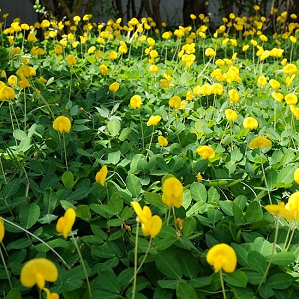 ต้นถั่วบลาซิล (10 ต้น) สวนเขาหมาก blackcliffgarden ถั่วบลาซิล ไม้ปลูกเพื่อความสวยงาม