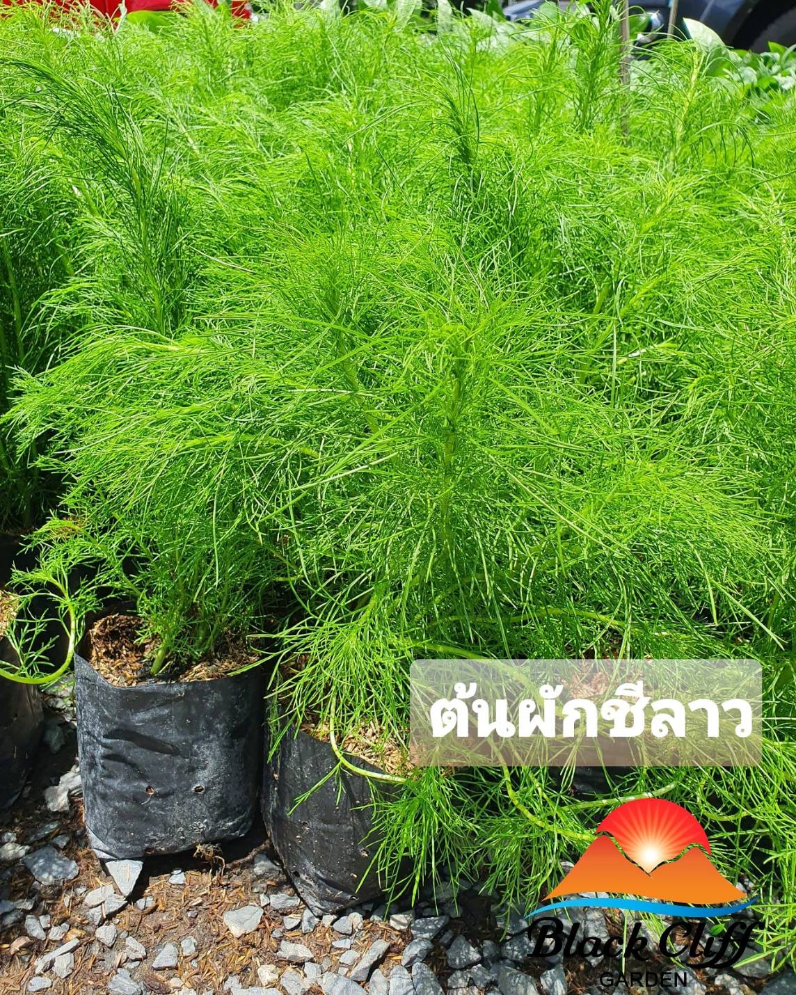 ต้นผักชีลาว ผักชีลาว ผักสวนครัว ต้นไม้ ไม้ผล ต้นพันธ์ เมล็ดพันธ์ พันธุ์ไม้ ไม้มงคล ไม้ฟอกอากาศ เมล็ดพันธุ์ สวนเขาหมาก บำรุงกระดูกและฟันให้แข็งแรง