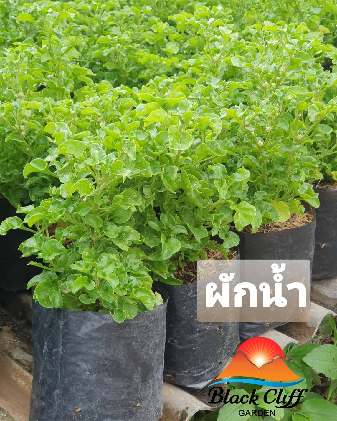 ผักน้ำ สลัดน้ำ วอเตอร์เครส ต้นไม้ ไม้ผล ต้นพันธ์ เมล็ดพันธ์ พันธุ์ไม้ ไม้มงคล ไม้ฟอกอากาศ เมล็ดพันธุ์ สวนเขาหมาก บำรุงสเปริ์มสำหรับหนุ่ม และบำรุงผิวให้สว่าง