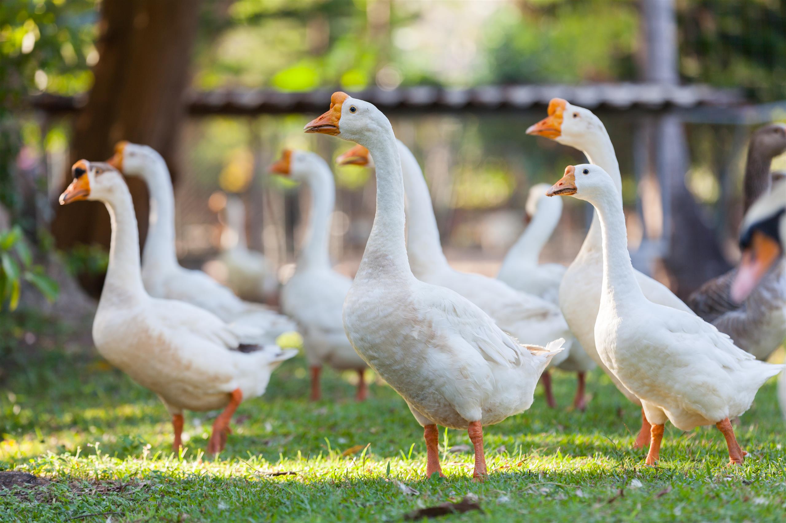 For Rent : Rawai, Seafront Pool Suite, 3 Bedroom 2.5 Bathroom