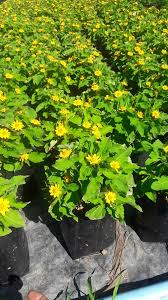 กระดุมทอง ต้นกระดุมทอง สวนเขาหมาก ไม้ดอก ไม้สวย ไม้ประดับ ดอกไม้ home garden