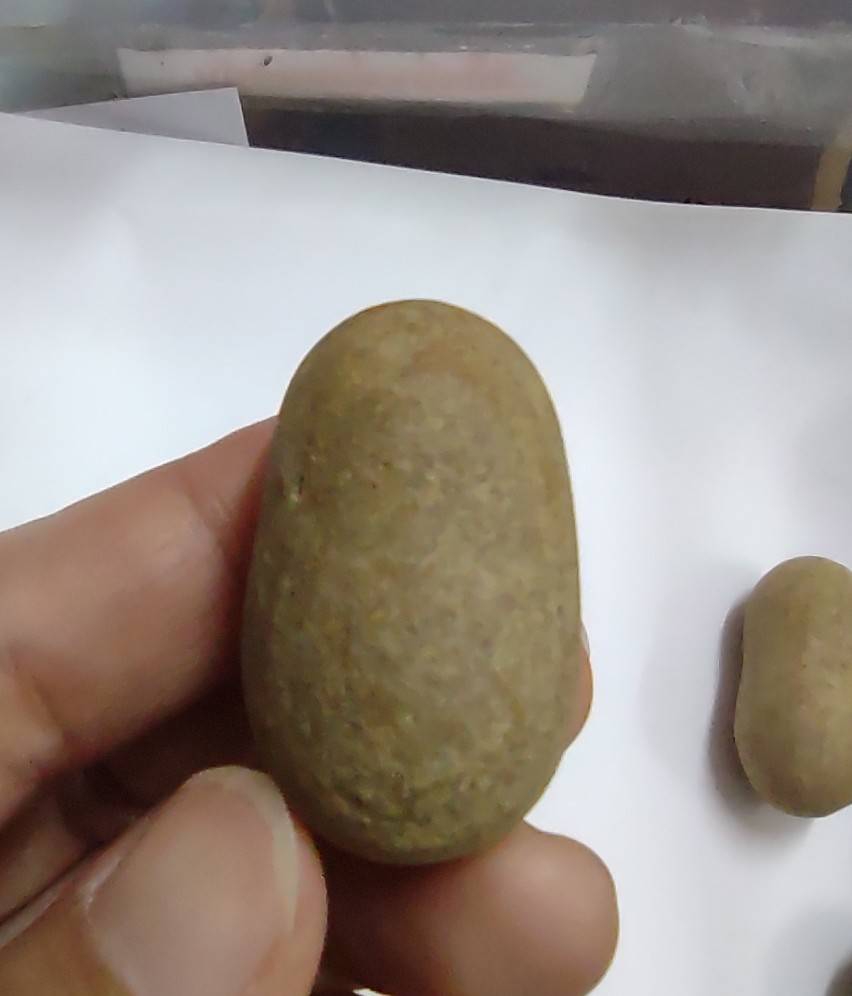 หมากไม้มณีโคตร ขนาด 3-4 ซม.(คละแบบคละขนาด)