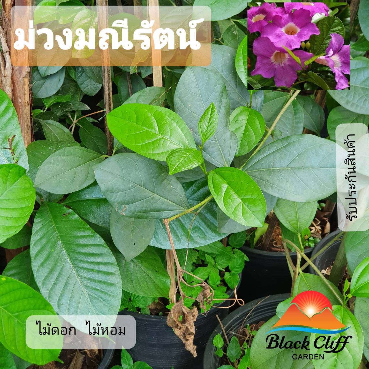 ต้นม่วงมณีรัตน์ ไม้หอม ดอกหอม ไม้มงคล ต้นไม้ เมล็ดพันธ์ พันธุ์ไม้หายาก ไม้ประดับ ไม้ดอก ประดับสวนสวย