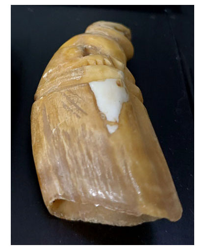 เขี้ยวหมูป่าแกะเสือ--T2580-B