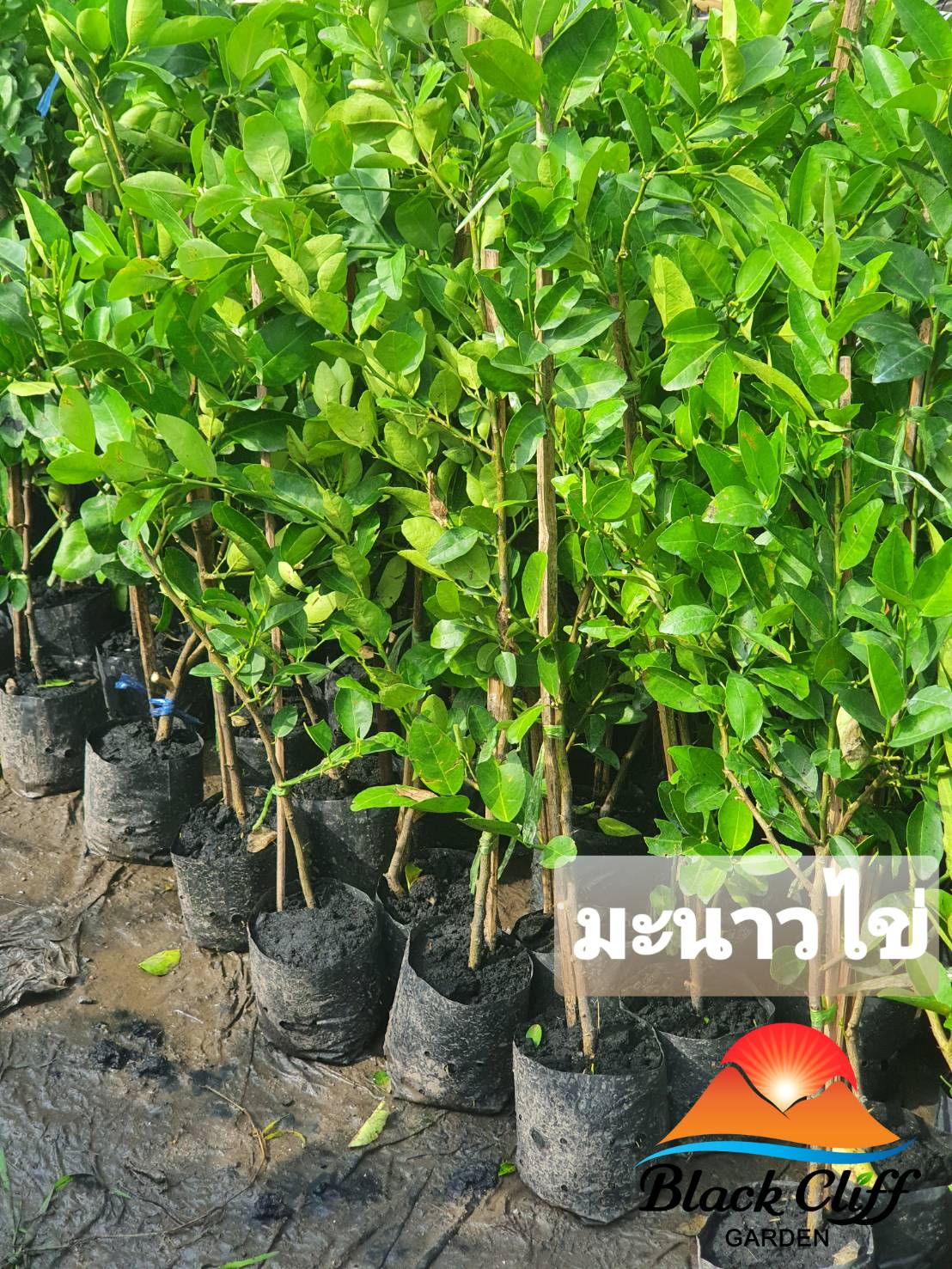 กิ่งมะนาวไข่ มะนาว สูงประมาณ 60 ซม. สำเนาสวนเขาหมาก