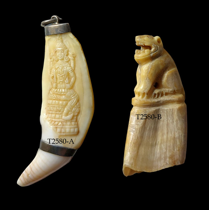 เขี้ยวหมูป่าแกะเสือ--T2580-B