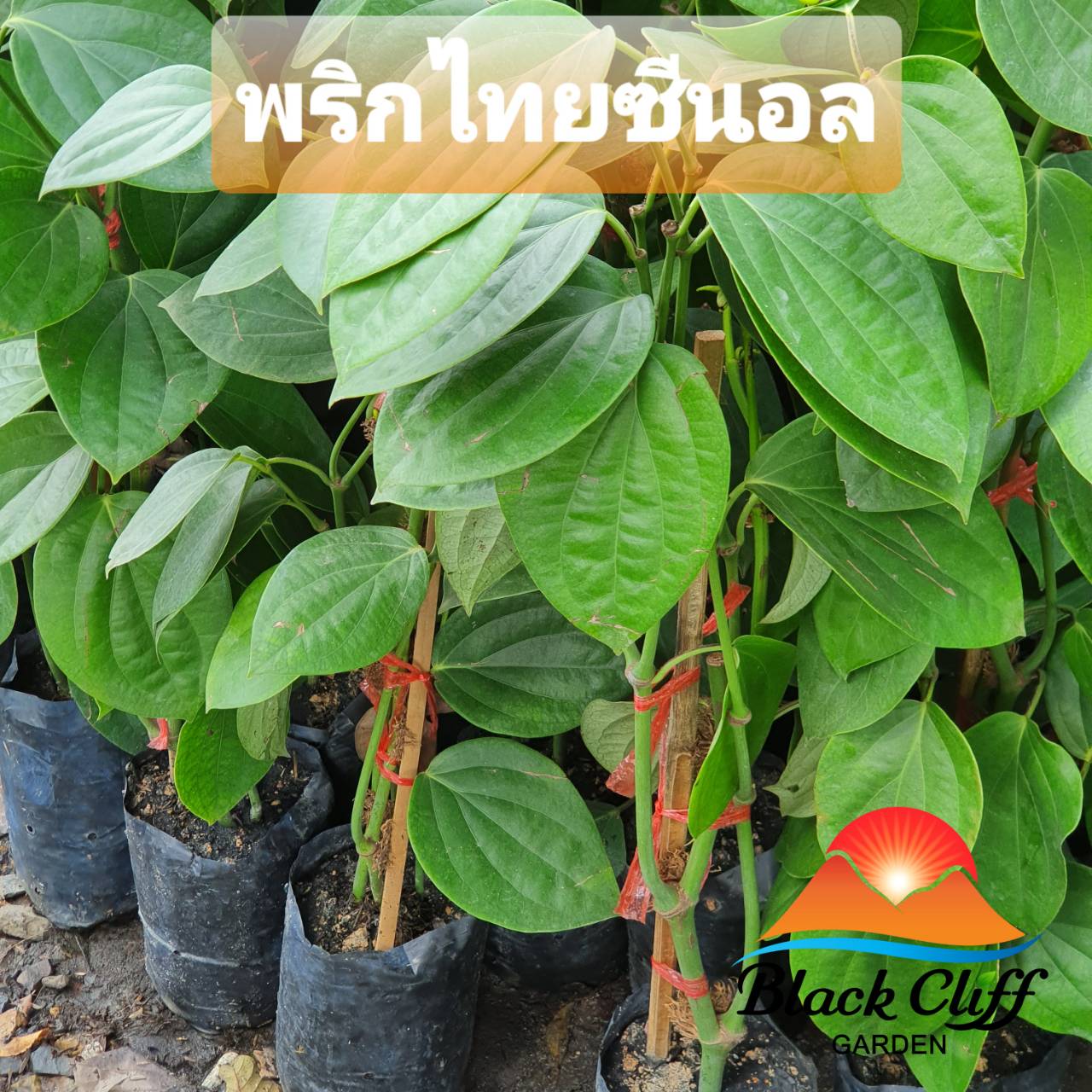 ต้นพริกไทย พริกไทย พริกไทยซีลอน pepper plant สวนเขาหมาก ผลดก เมล็ดใหญ่ ปลูกง่าย ไม้เถา สมุนไพร ผักสวนครัว รับประกันสินค้า