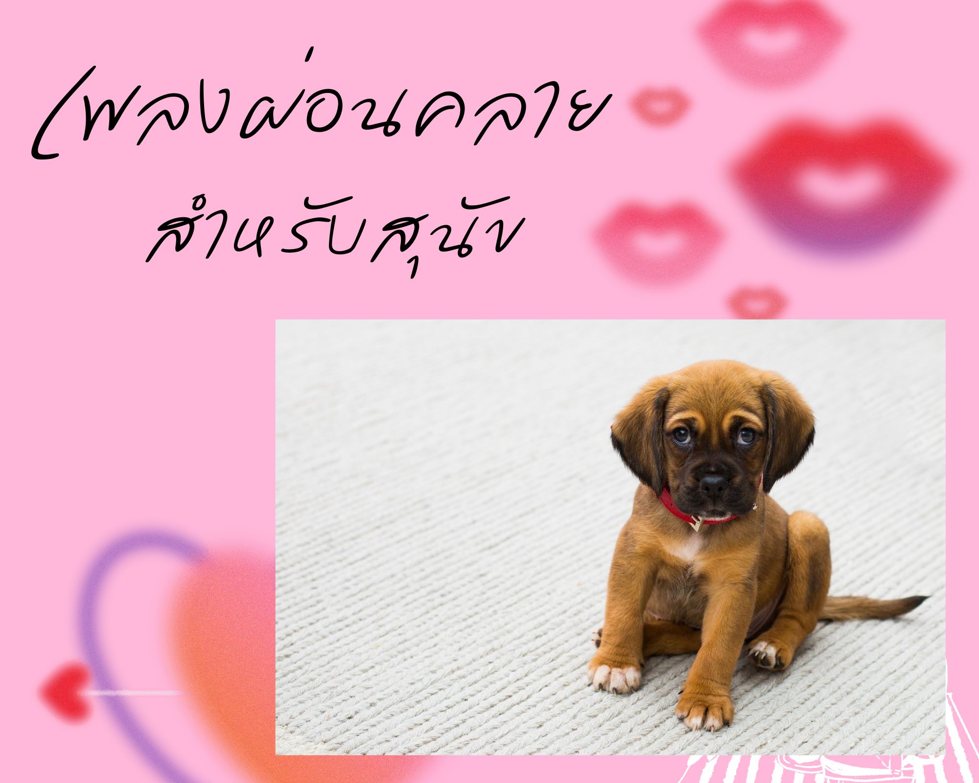 Magic Relaxing Music for dogs (เพลงผ่อนคลาย สำหรับสุนัข) ความยาว 7 ชั่วโมง