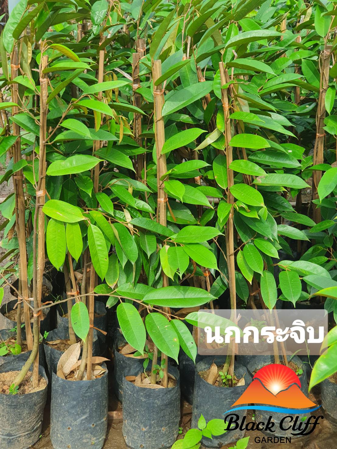 ต้นทุเรียนนกกระจิบ ต้นไม้ ไม้ผล ต้นพันธ์ เมล็ดพันธ์ พันธุ์ไม้ ไม้มงคล ไม้ฟอกอากาศ เมล็ดพันธุ์ สวนเขาหมาก ผลเล็กสวย จำนวนผลมาก สูงประมาณ 60 ซม.