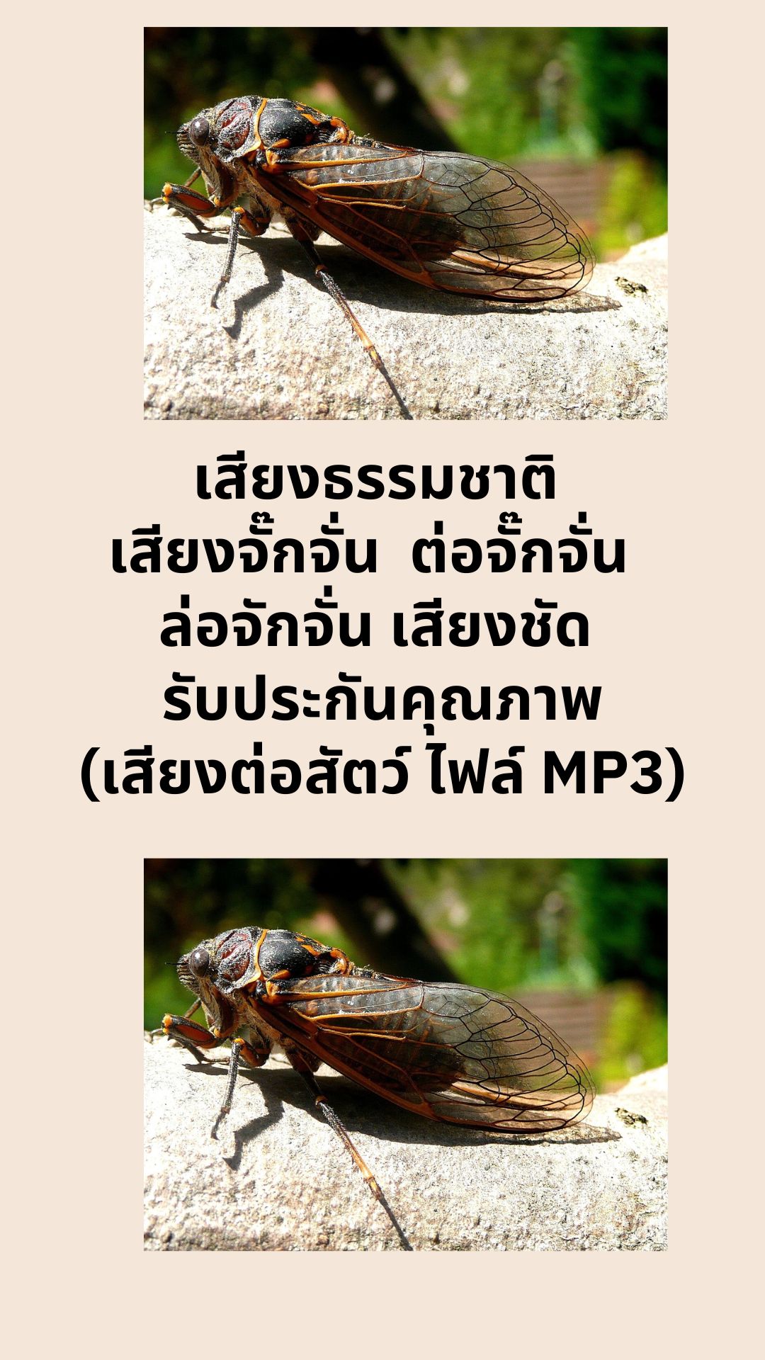 เสียงธรรมชาติ เสียงจั๊กจั่น ต่อจั๊กจั่น ล่อจักจั่น เสียงชัด รับประกันคุณภาพ (เสียงต่อสัตว์ ไฟล์ MP3)