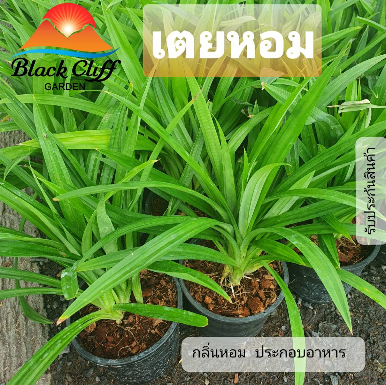 ต้นเตยหอม เตยหอม กิ่งพันธุ์ ต้นไม้ ไม้ผล ต้นพันธ์ เมล็ดพันธ์ พันธุ์ไม้ ไม้มงคล ไม้ฟอกอากาศ เมล็ดพันธุ์ สวนเขาหมาก พืชสมุนไร สรพพคุณหลากหลาย พืชชอบน้ำ สูงประมาณ 30 ซม.