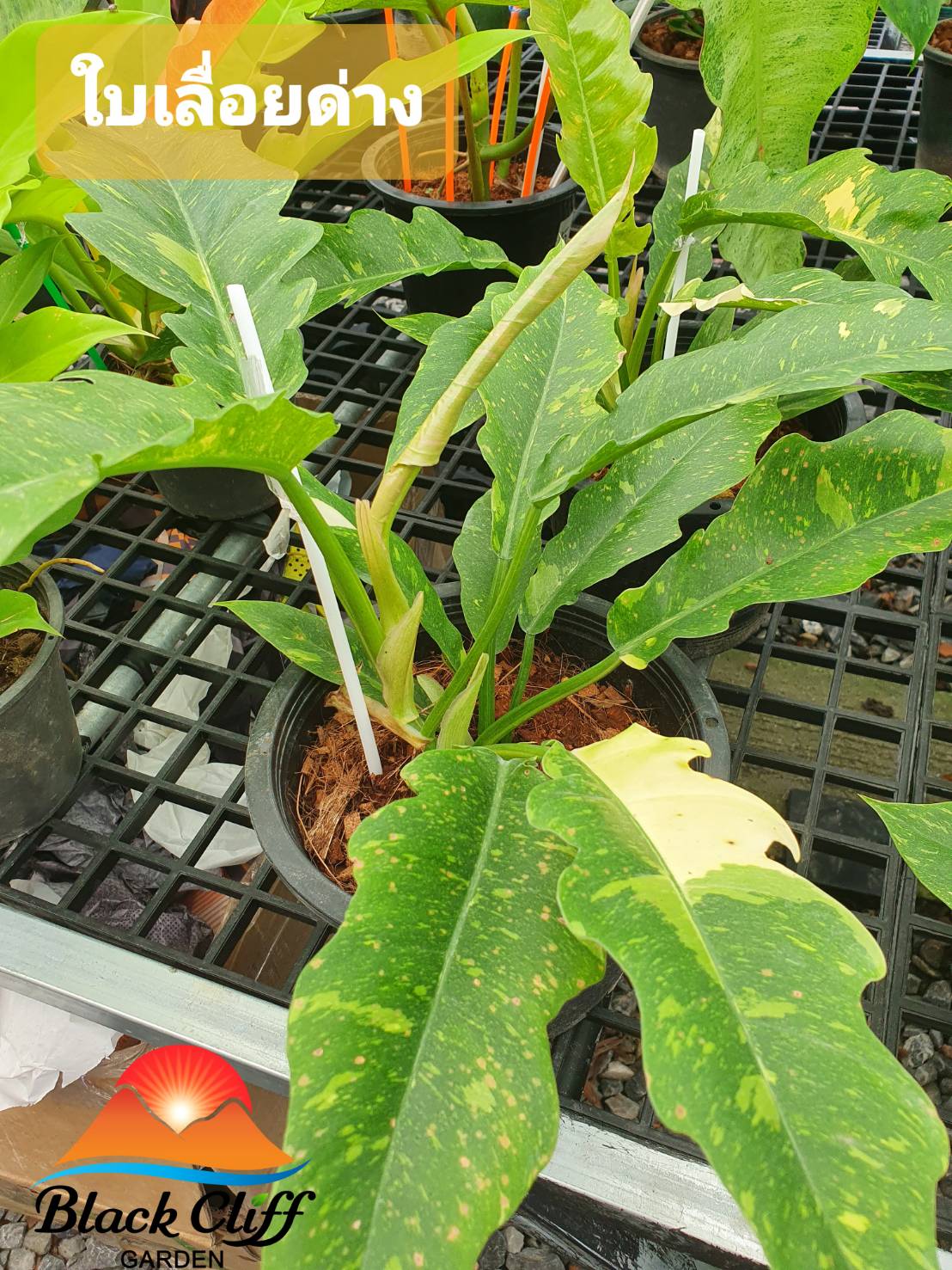 ฟิโลเดนดรอนใบเลื่อยด่าง Philodendron Ring of Fire พุ่มหนาสวย สวนเขาหมาก