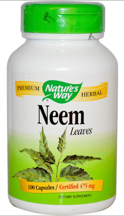 ใบสะเดา (Neem Leaves)