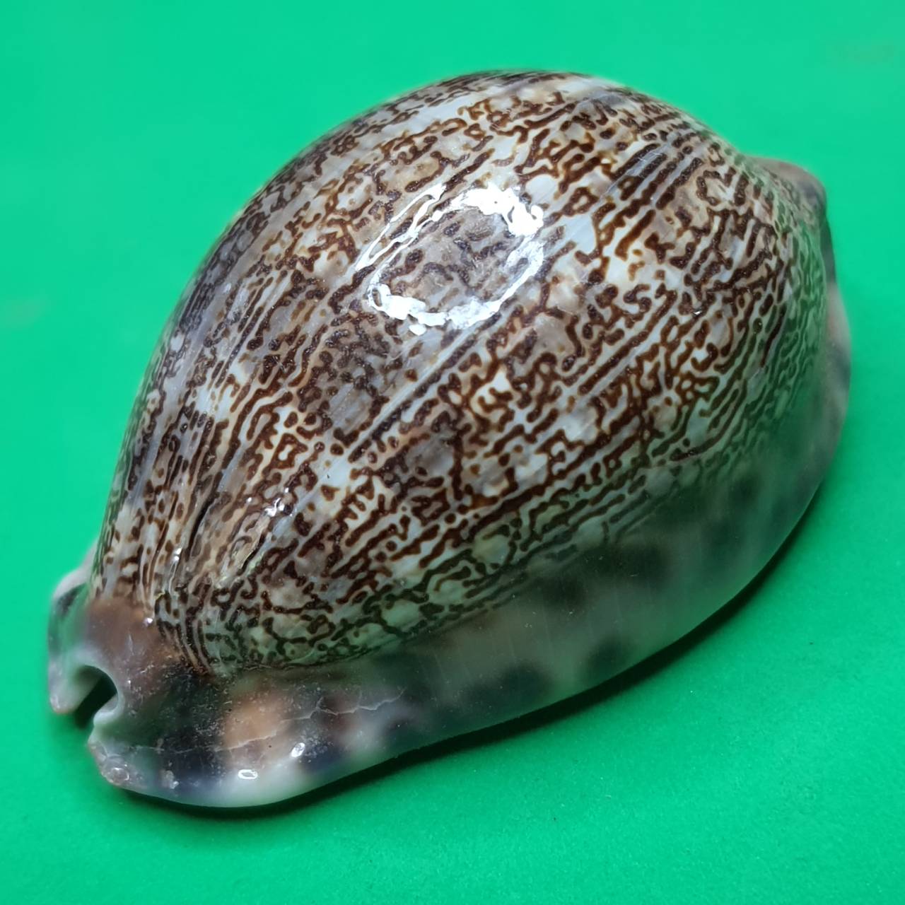 ของป้องกัน เบี้ยแก้ครู เล็ก ขนาดความยาว 4 - 5 ซม. เบี้ยแก้คุณไสย ของแท้ เบี้ยแก้ปลุกเสก เบี้ยแก้หอย เบี้ยแก้ของแท้