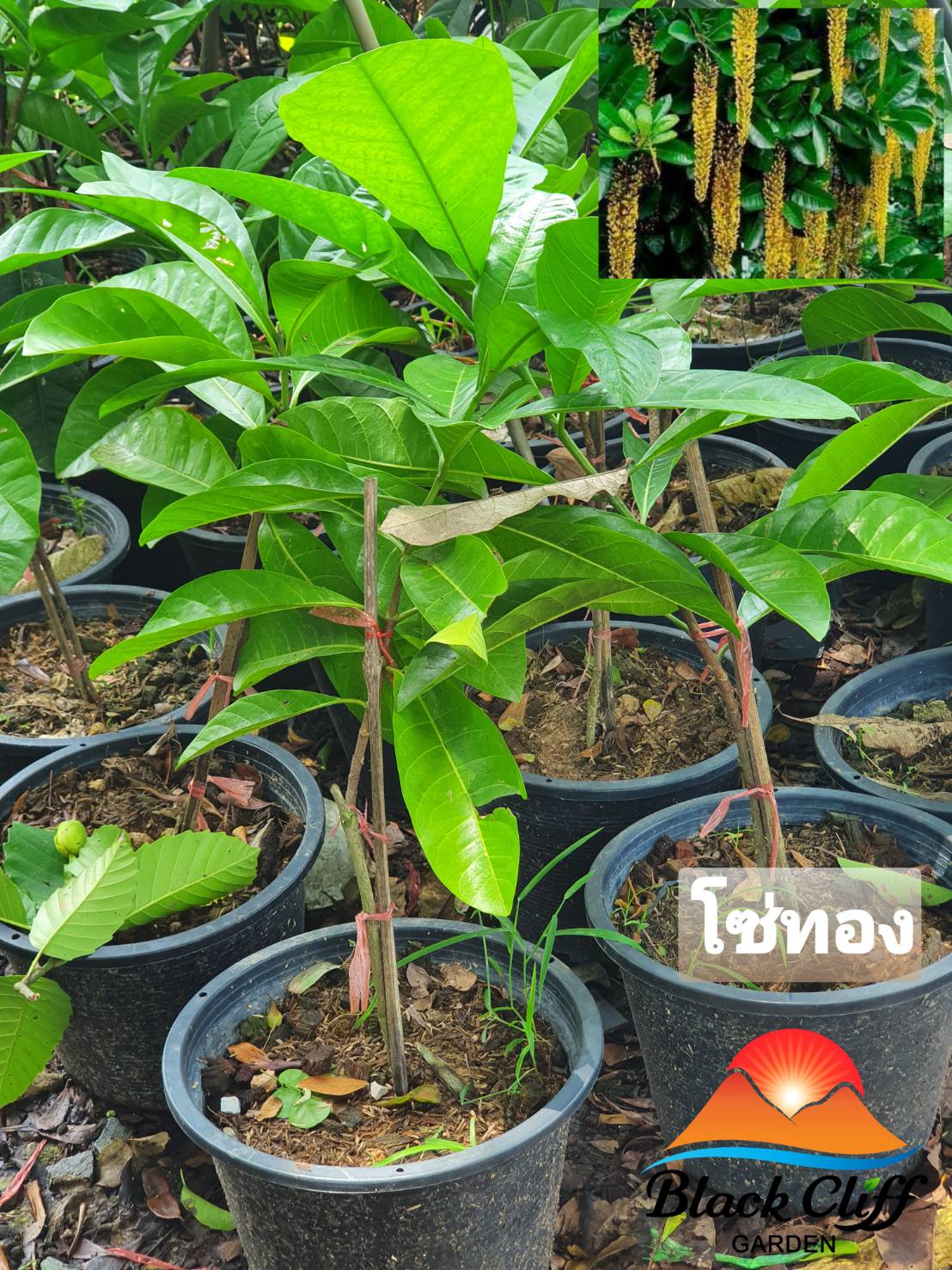 ต้นโซ่ทอง ไม้หอม ดอกหอม ไม้มงคล ต้นไม้ เมล็ดพันธ์ พันธุ์ไม้หายาก ไม้ประดับ ไม้ดอก