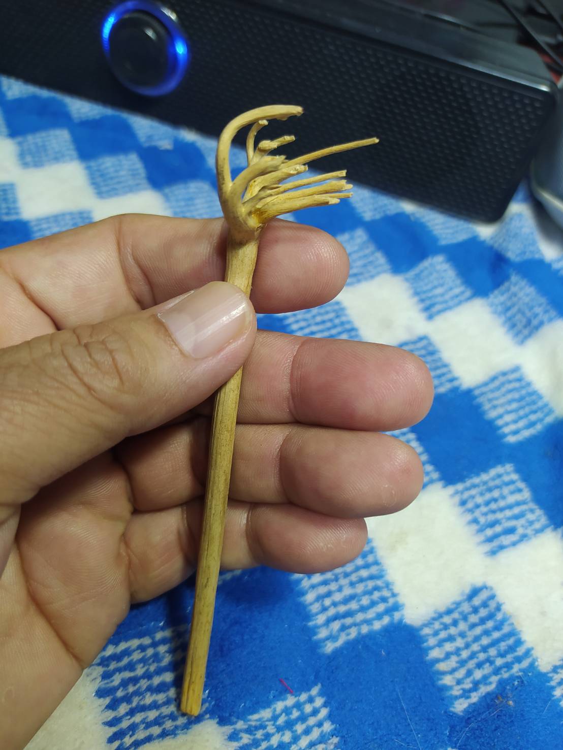 มือผีกองกอยหรือพญามือเหล็ก