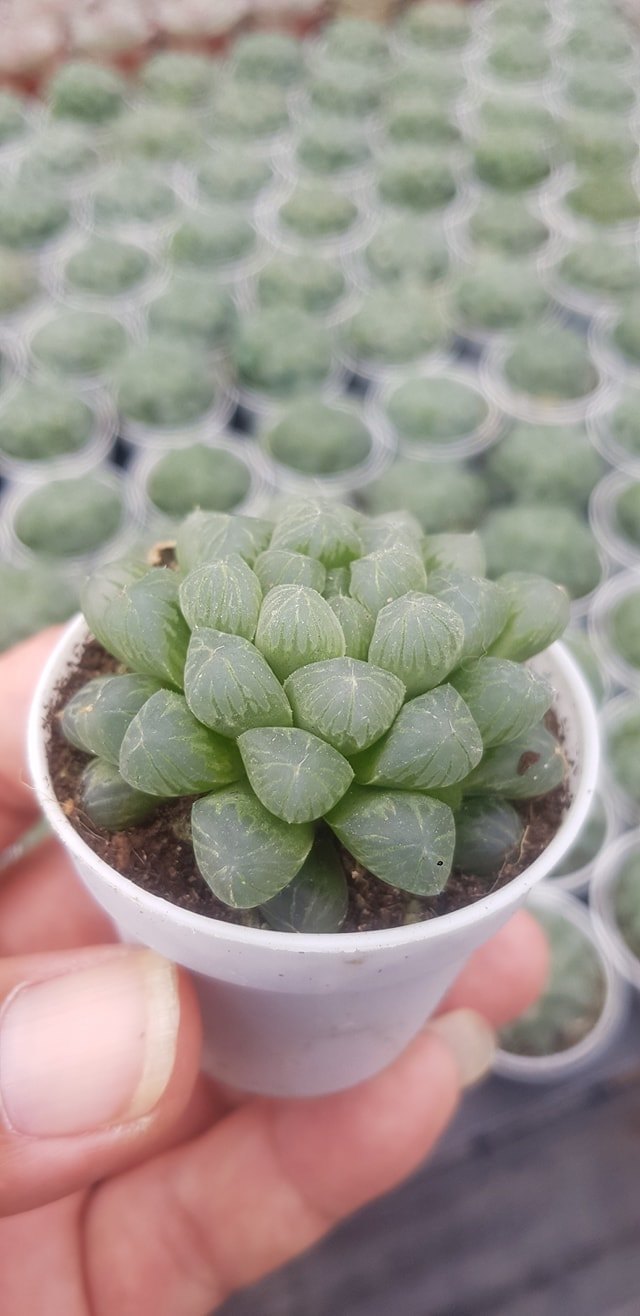 ต้นหยดน้ำ Haworthia cooperi ฮาโวเทีย หยดน้ำ ไม้อวบน้ำ กุหลาบหิน cactus&succulentหลากหลายสายพันธ์ รับประกันสินค้า